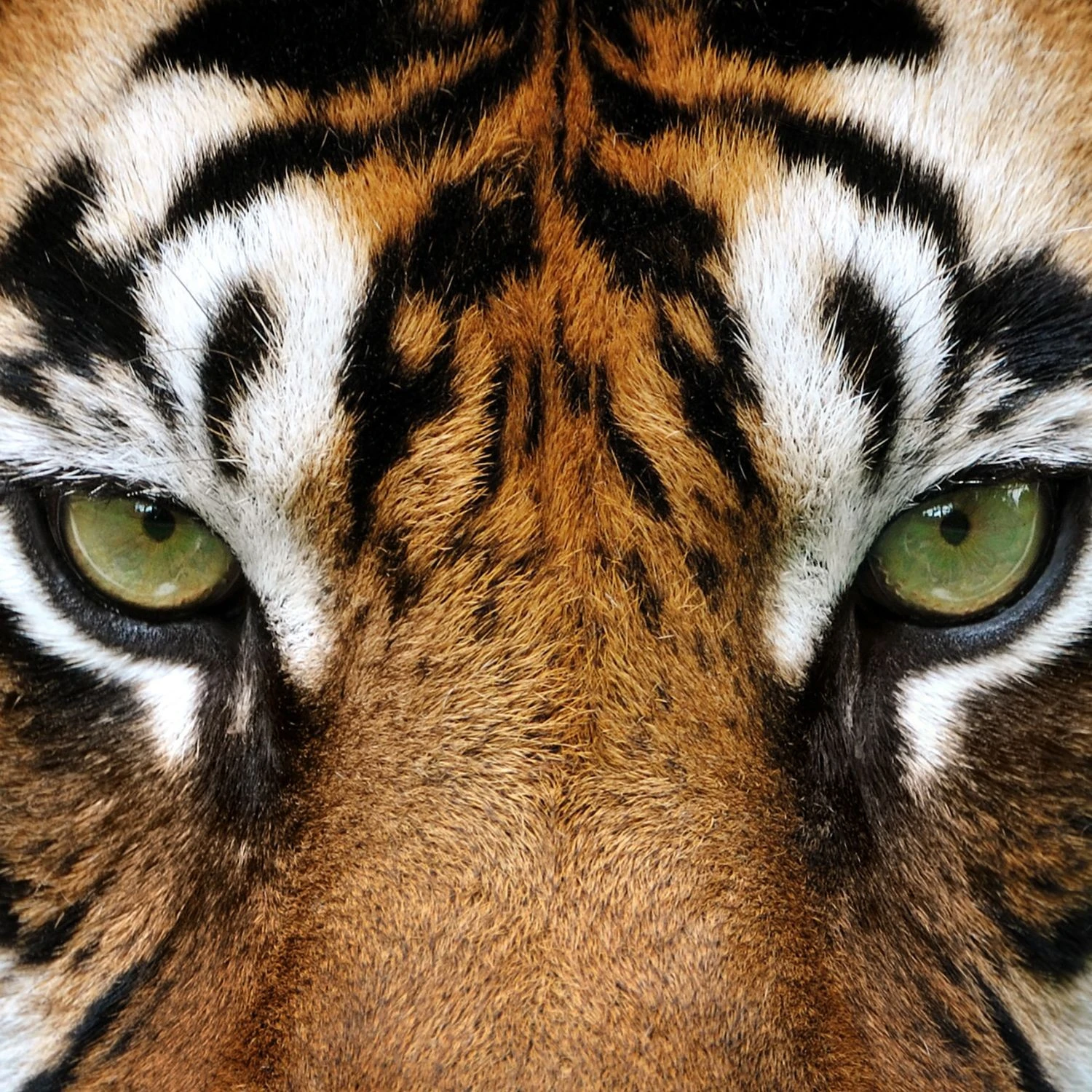 Tigers and Temples of Central India