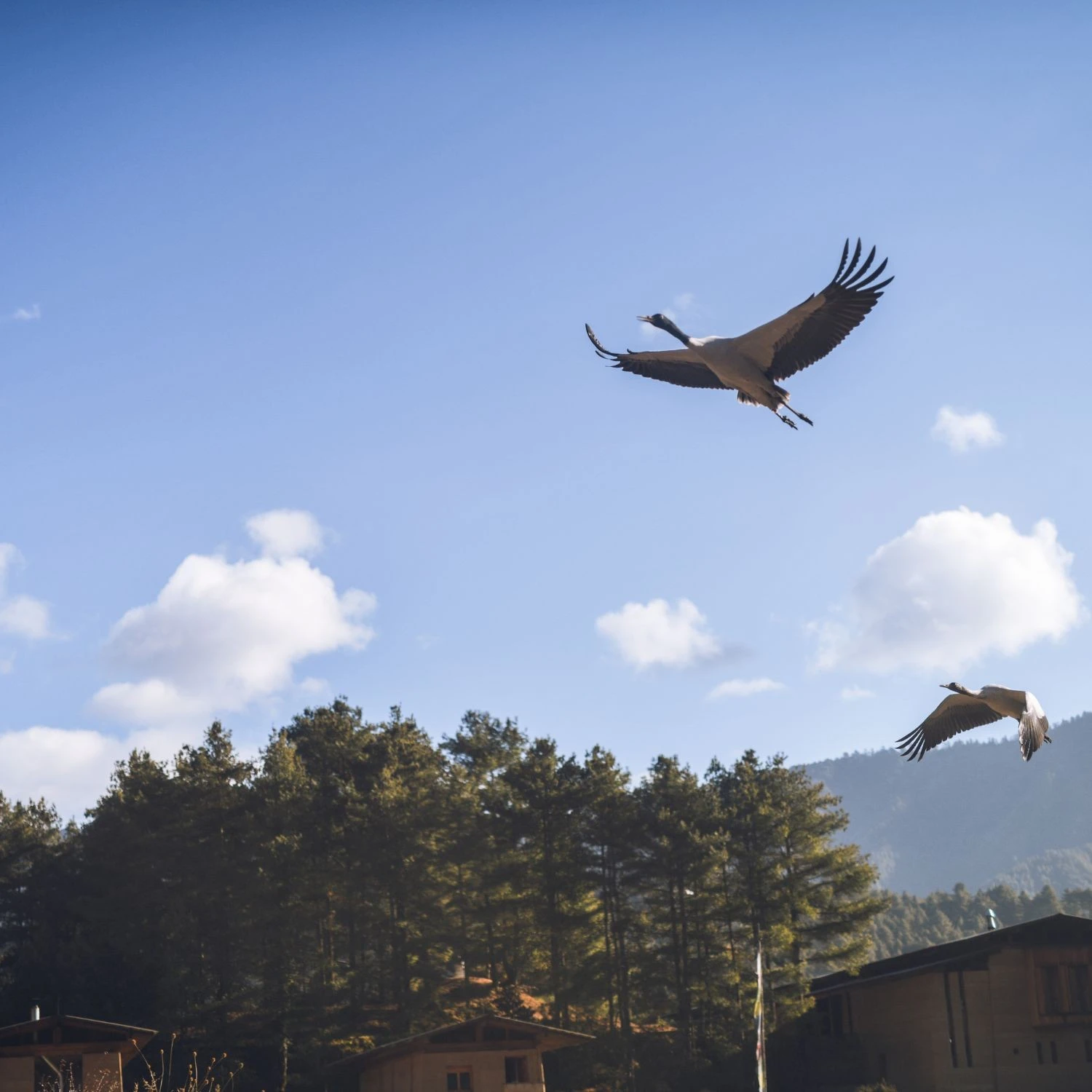 Phobjika Valley and the Royal Orchid Trek