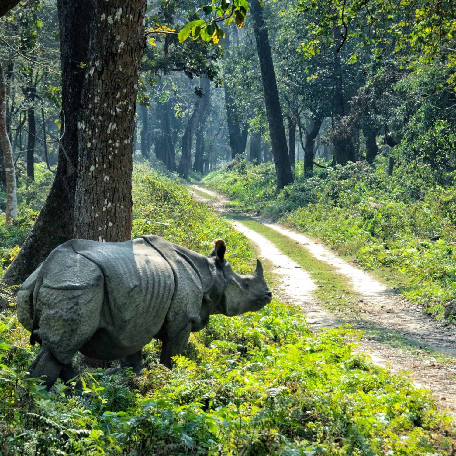 Nepal Wildlife Adventure