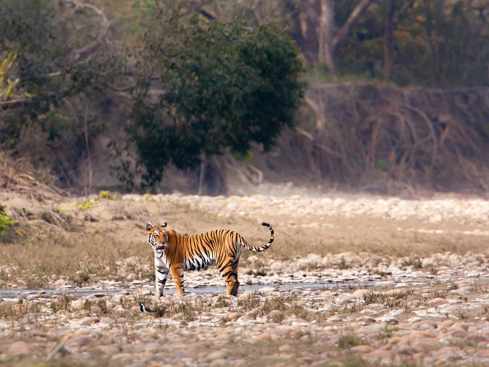 Nepal Wildlife Adventure