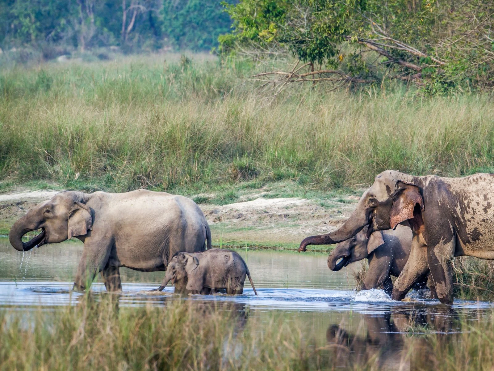 Nepal Wildlife Adventure