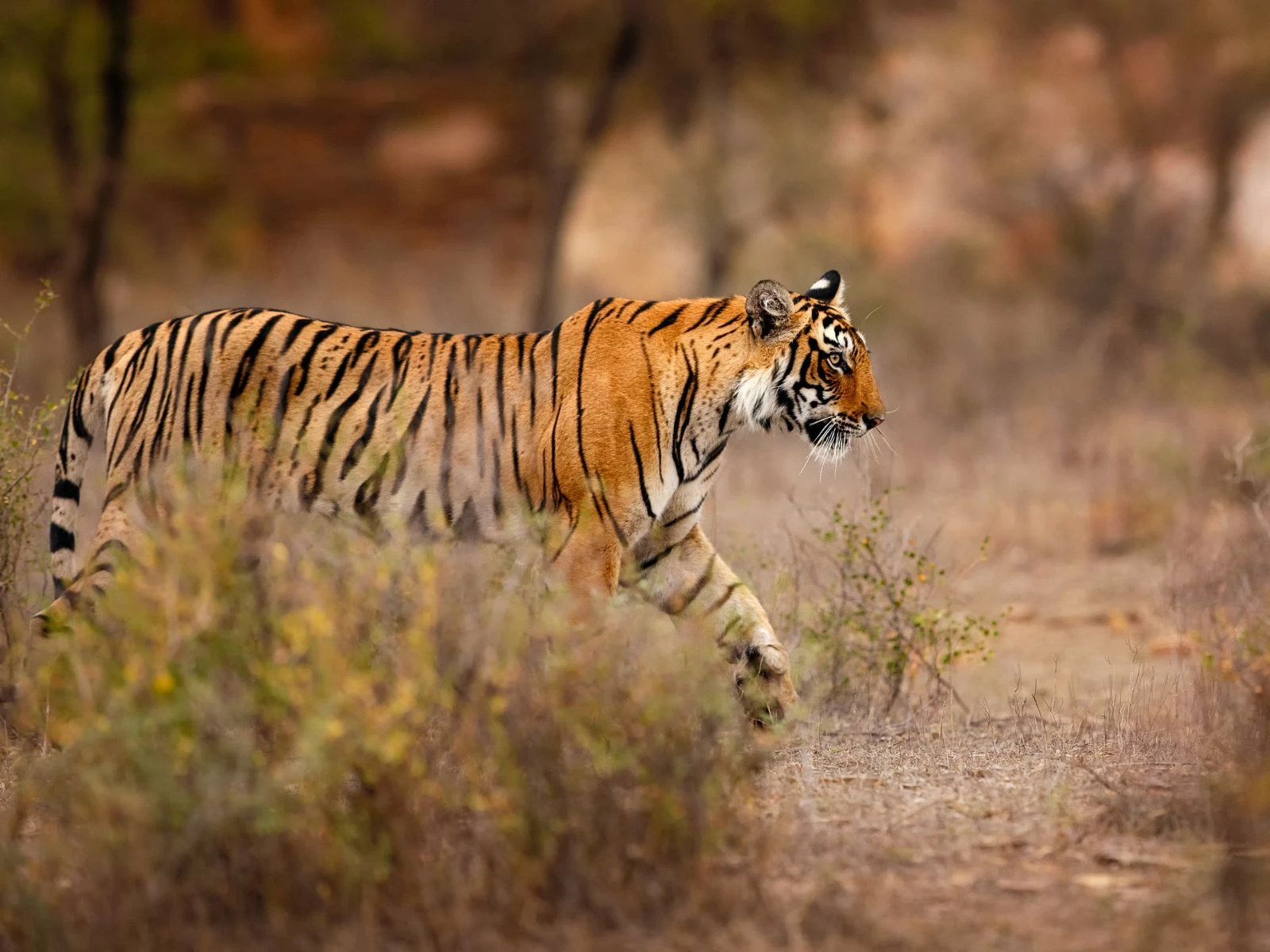 Golden Triangle Luxury Tour - Taj, Tigers and Palaces